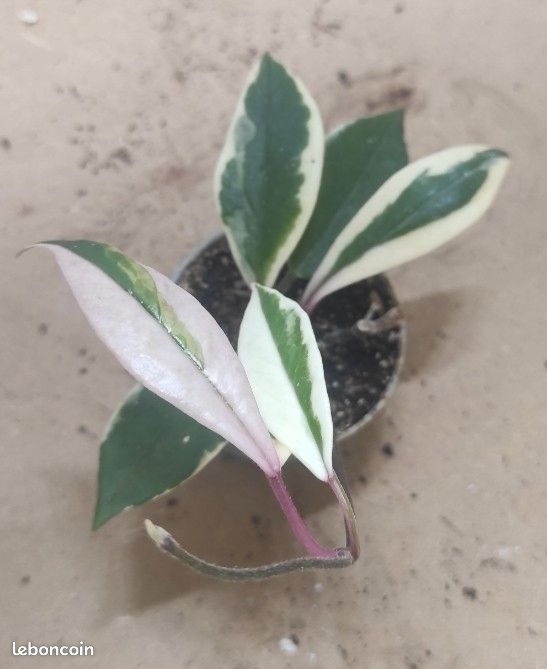 Hoya flamingo dream 4 (image 1)