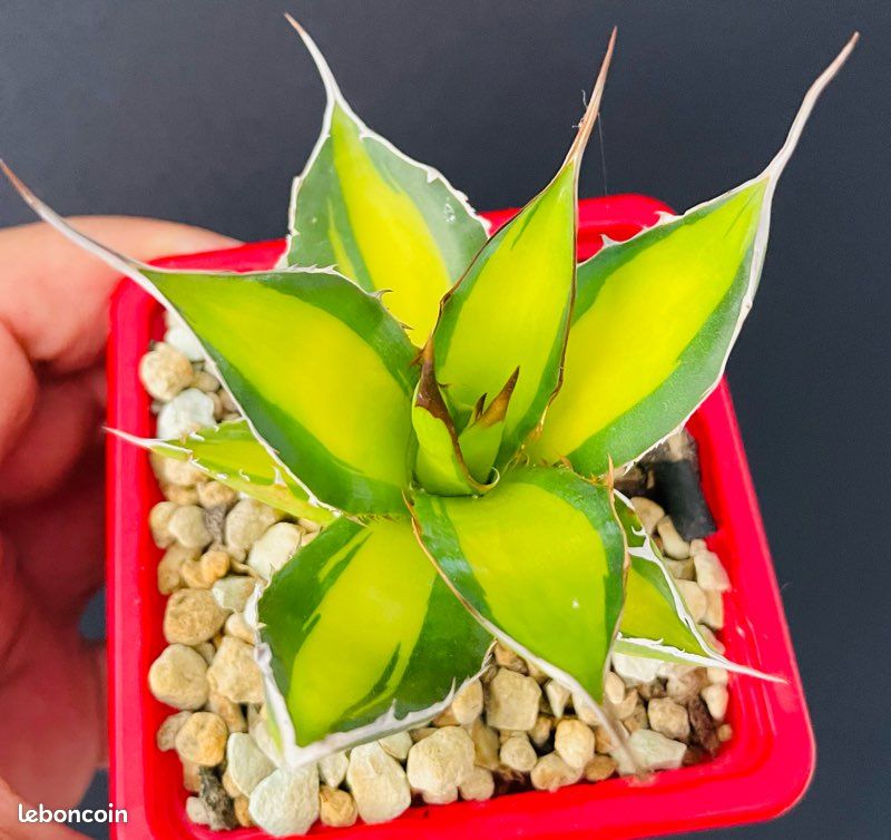 TRÈS RARE  Agave Horrida clone "Sumita" From Tanaka Japon (image 1)