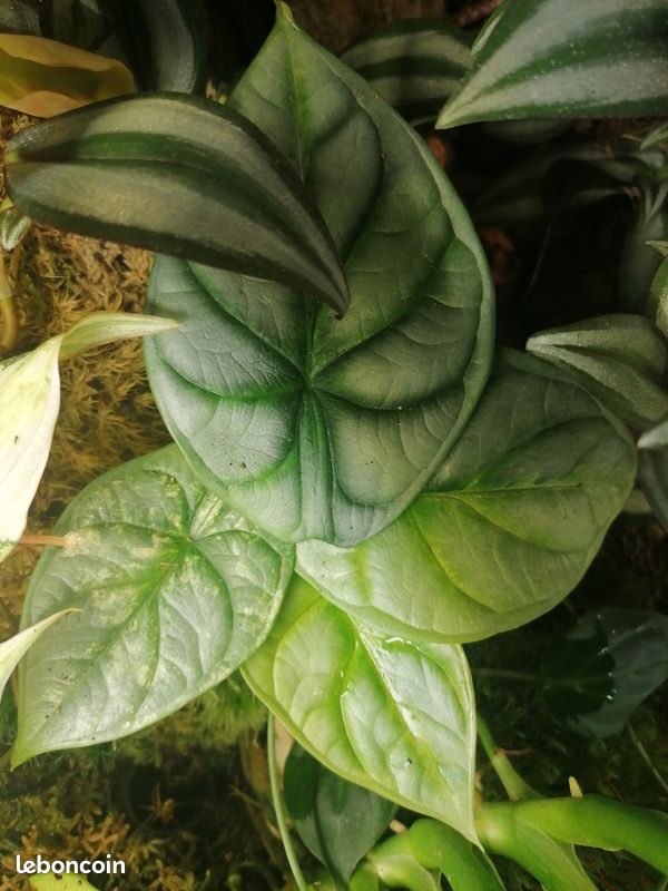 Alocasia silver dragon aurea variegata - Jardin & Plantes
