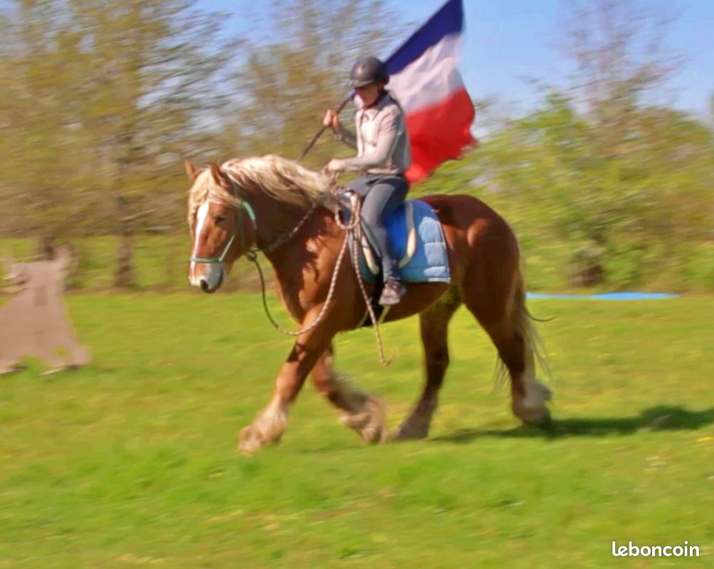Le cheval qui inspire confiance dès les premiers instants : porteur, fiable, sécurisant et sublime (image 3)