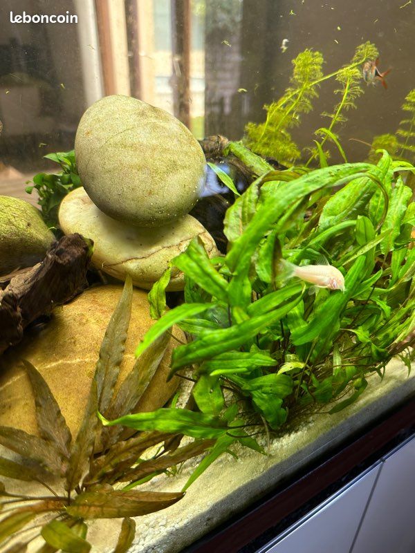 Aquarium complet 240 litres (image 4)