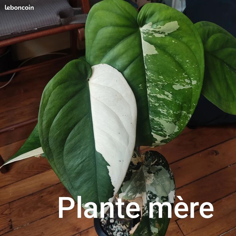 Syngonium Chiapense Variegated – belle plante de collection (image 3)