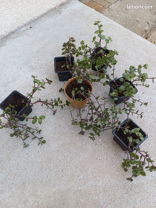 Callisia repens (image 2)