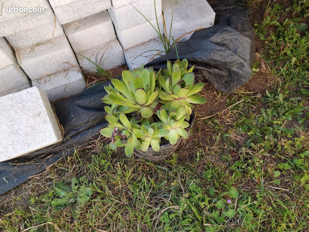 Plante grasse vivace petits choux (image 2)