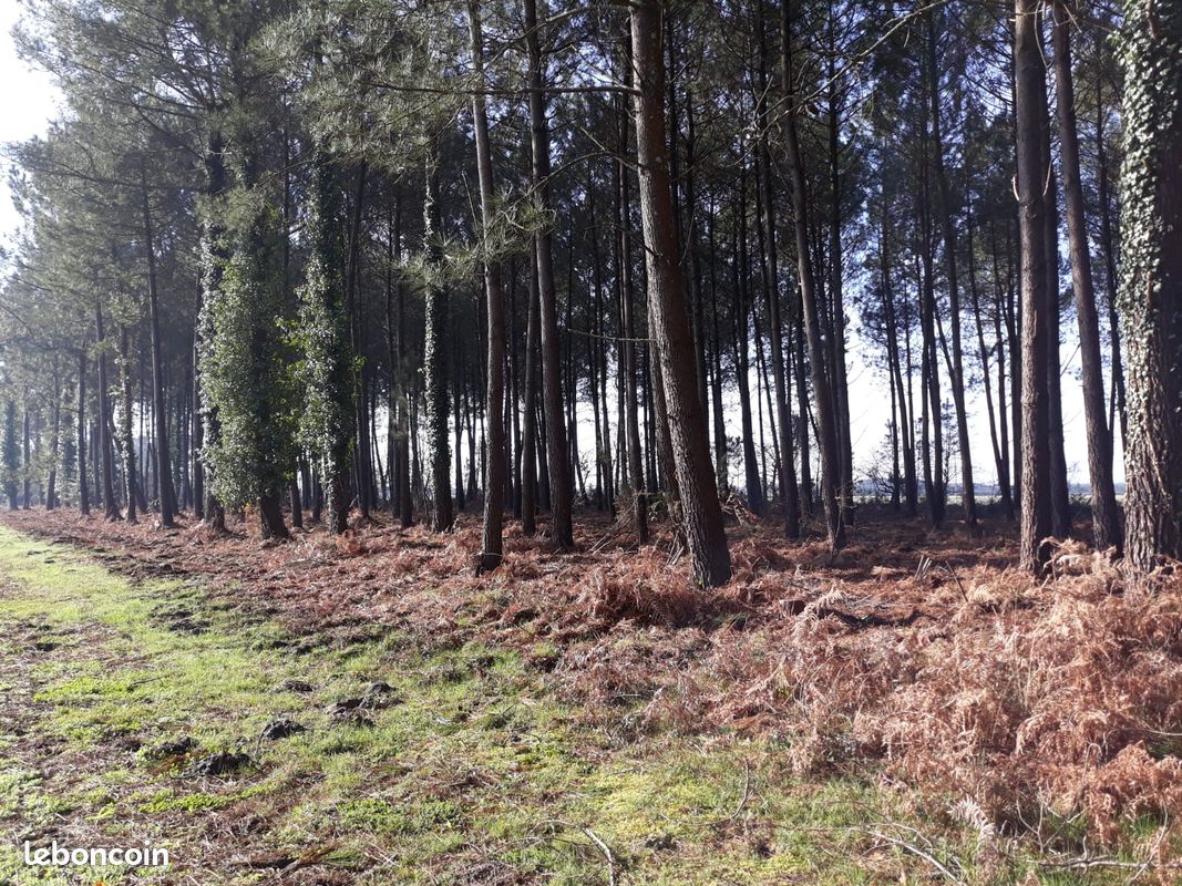 Très beau terrain en forêt · à Soustons · 30 000 €