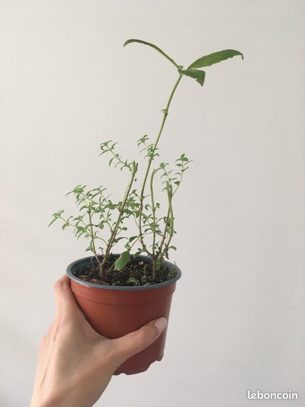 Verveine citronnelle - Plante (image 3)
