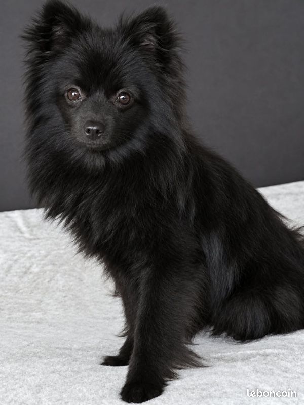 Chiot spitz (image 4)