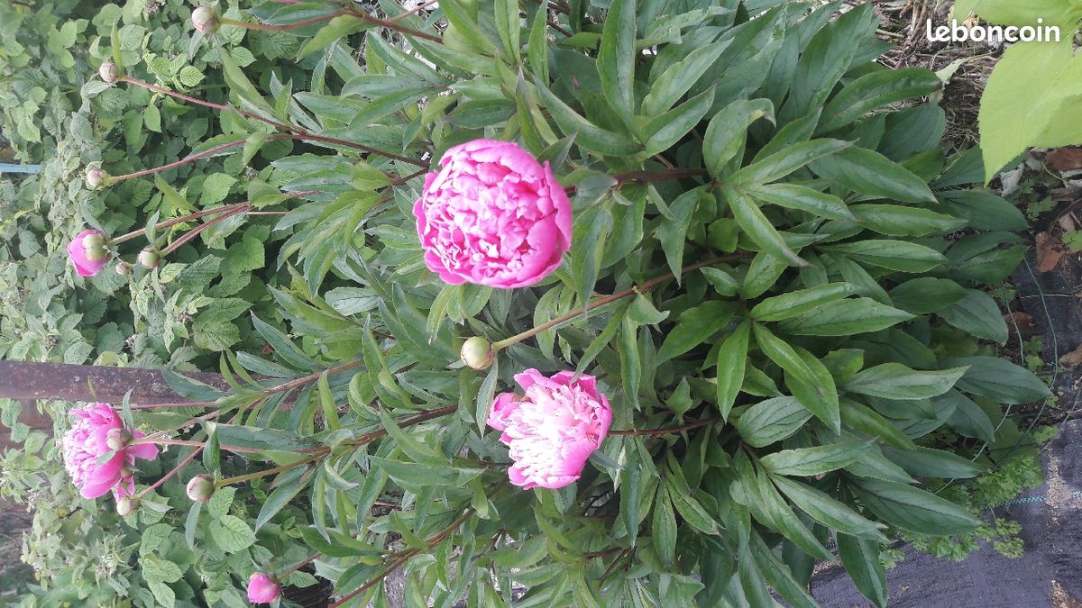 Plant pivoine rose double BIO (image 1)