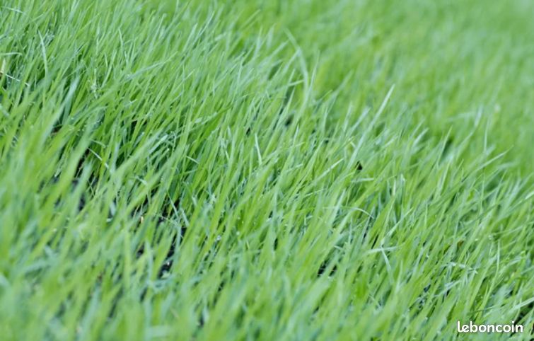 Herbage pour chasse · à Vatteville-la-Rue · 350 €