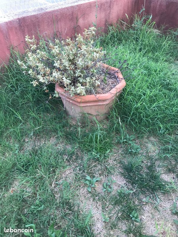 Gros pots (image 2)