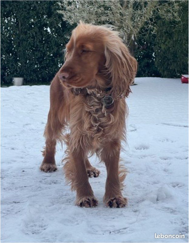 🐾 Présentation de Veni – Futur reproducteur Cocker Spaniel LOF 🐾 (image 1)