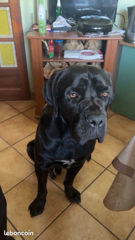 Saillie (image 3)