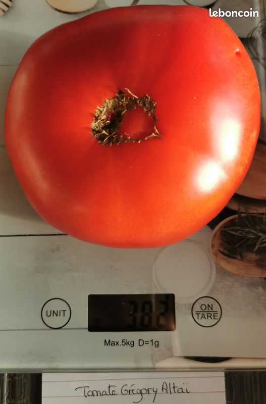 Graines de Tomate Gregory Altaï reproductibles saison 2024 (image 3)
