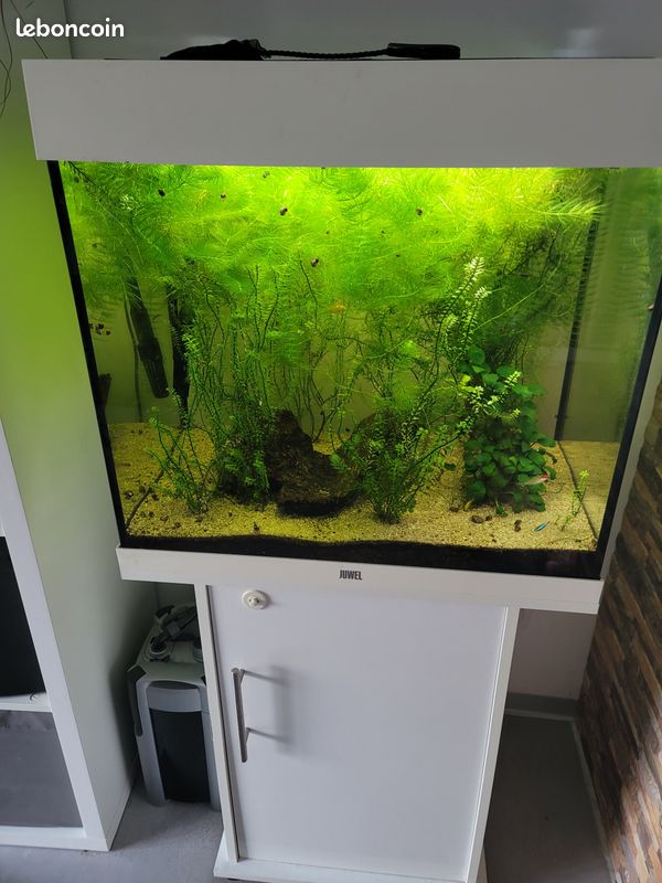 Aquarium et son meuble (image 1)