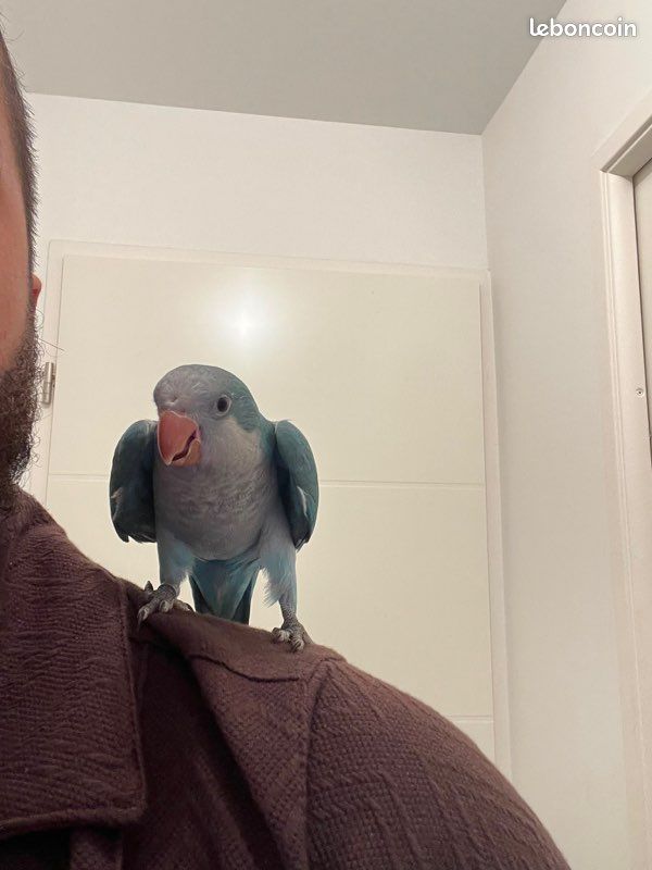 Conure souris (image 3)
