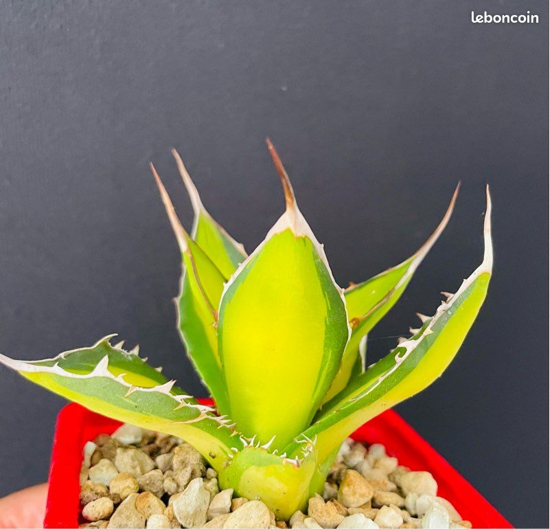 TRÈS RARE  Agave Horrida clone "Sumita" From Tanaka Japon (image 5)