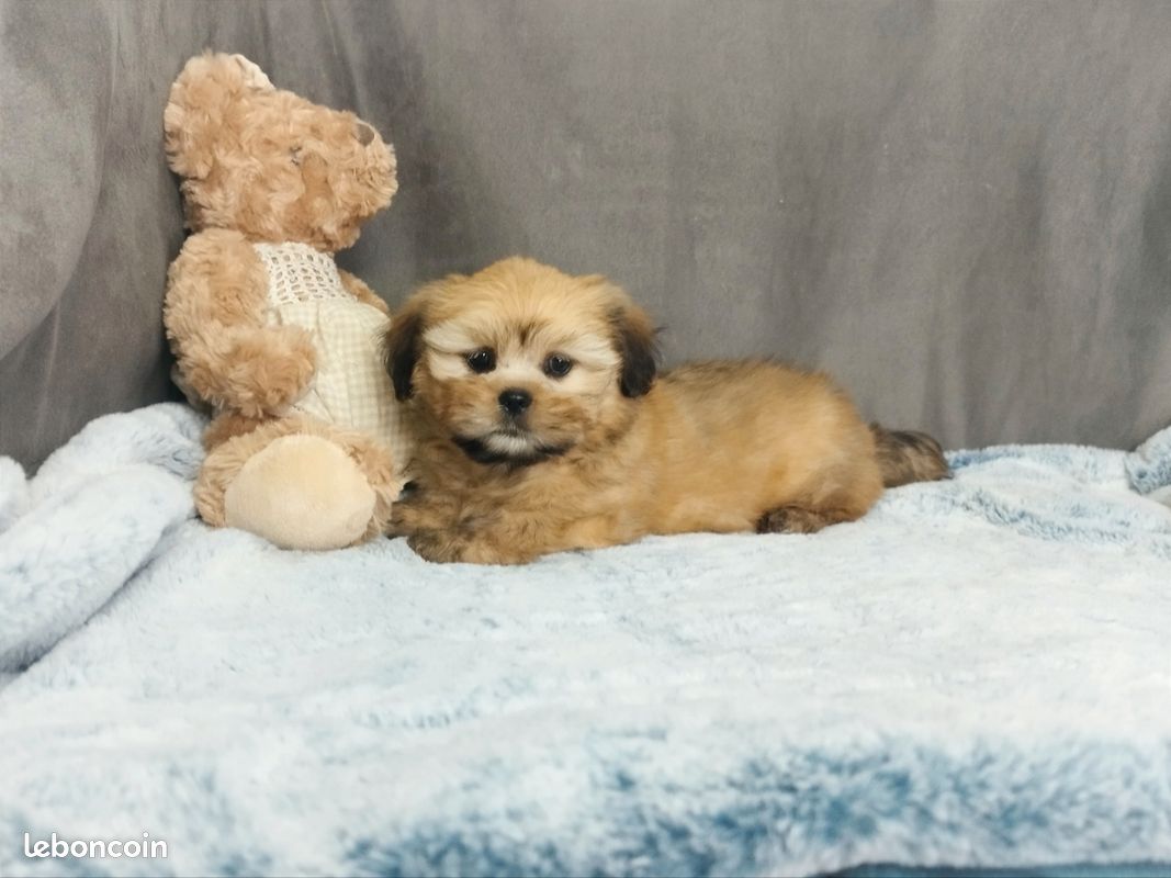 Chiot Lhassa Apso (image 4)