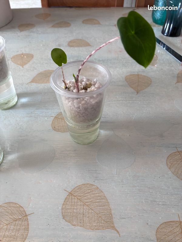 Bébé alocasia zébrina (image 6)