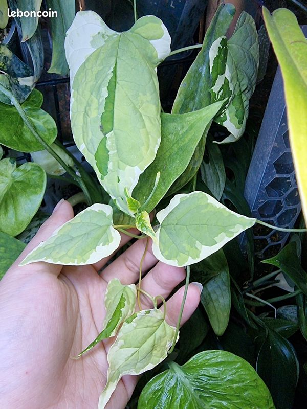 Telosma Minor Variegata - Jardin & Plantes