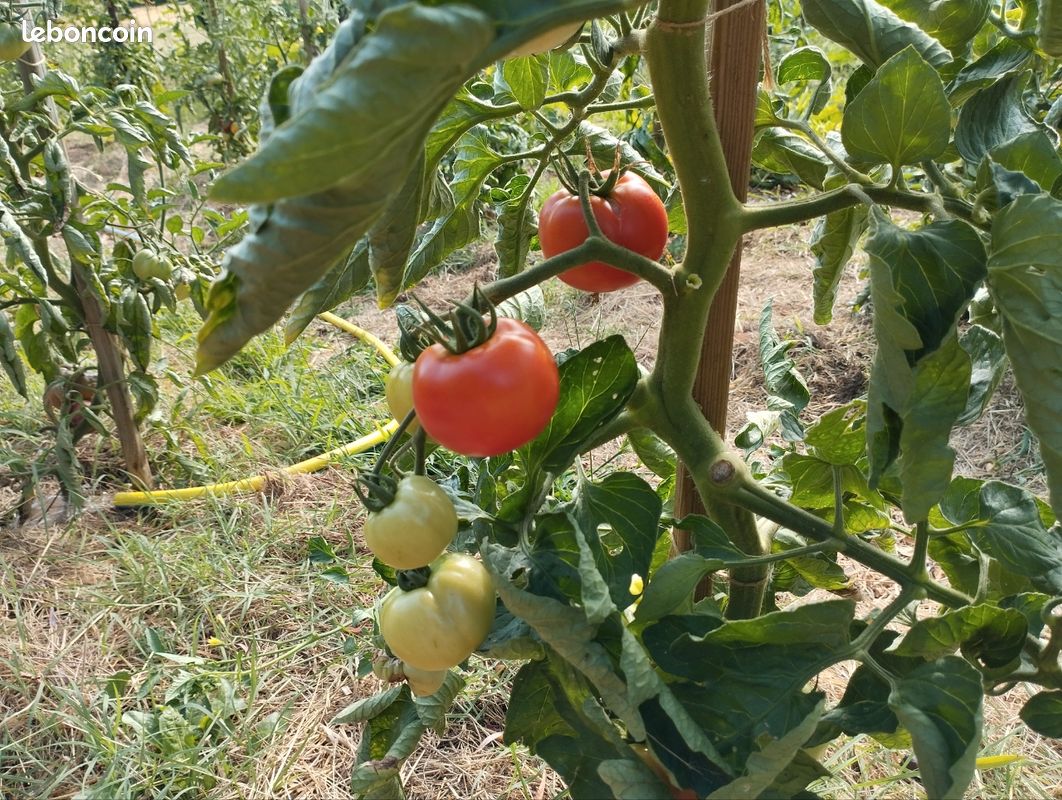 Vends légumes jardin potager permaculture : Tomates Courgettes Concombres Blettes Poivrons Piments etc (image 20)