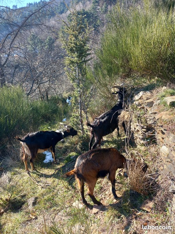 Gite a la ferme pour des vacances hors du temps (image 9)