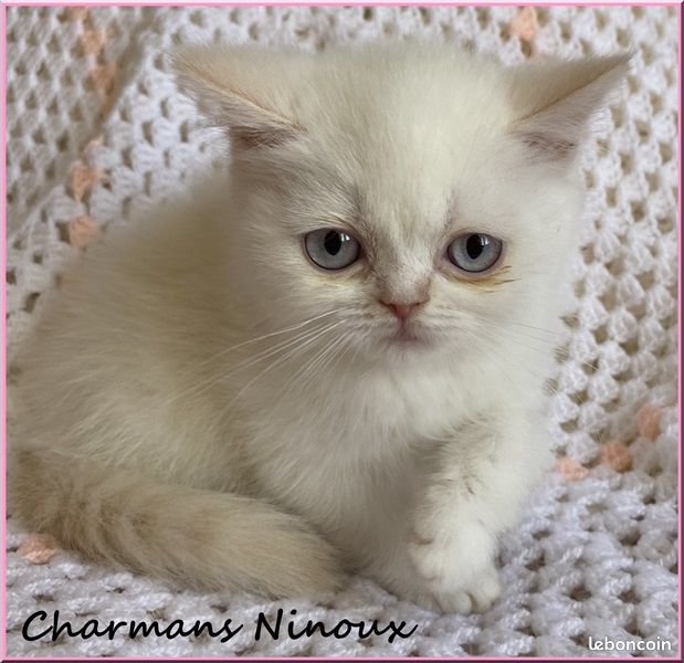 Magnifiques bébés Scottish fold et Scottish straight (image 1)