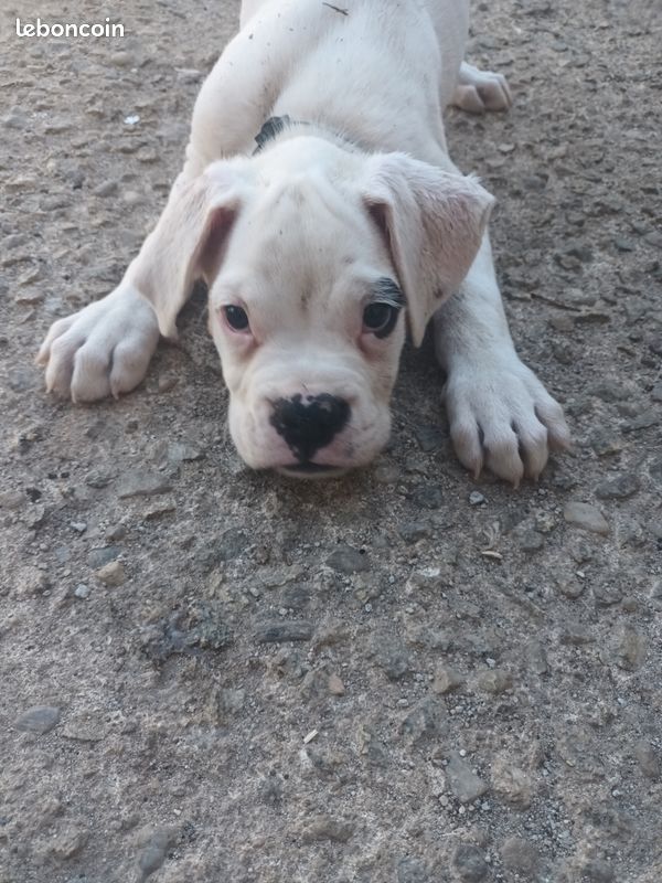Chiots boxer (image 3)