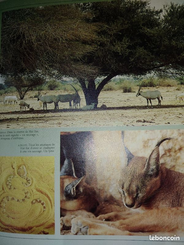 Lot de 2 Larousse Monde et voyages (image 7)