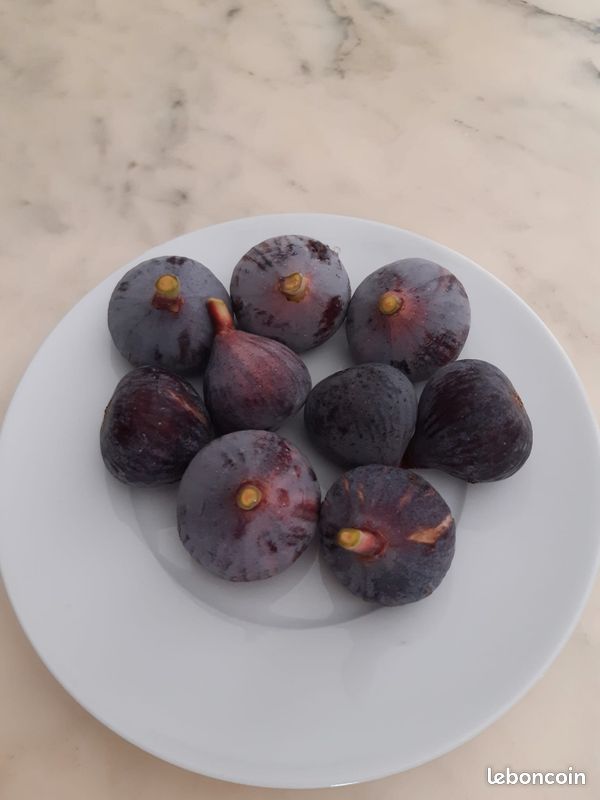 Ventes de figues (image 1)