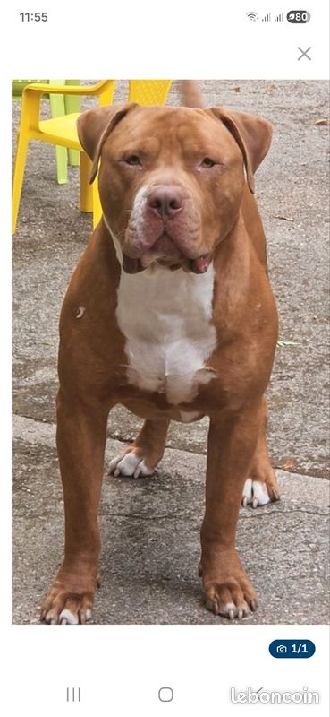 American bully xxl (image 1)