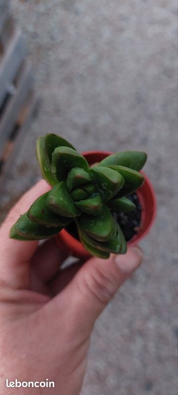 Crassula Ben pot de 5.5 cm (image 1)