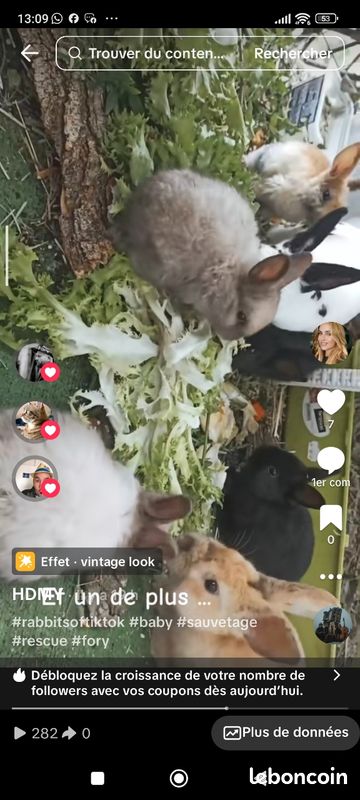 Lapin contre bon soin- pas de cage - habitué chat et chien (image 3)