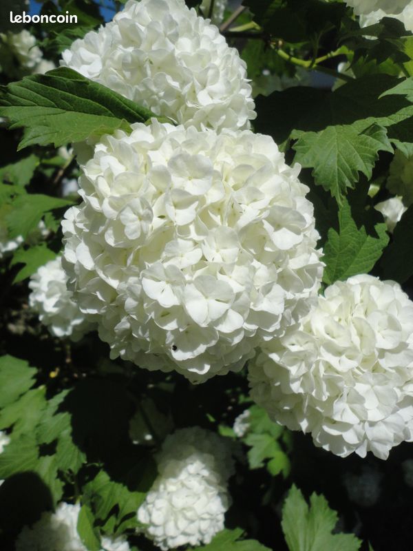 Plants de viorne (boule de neige) (image 3)