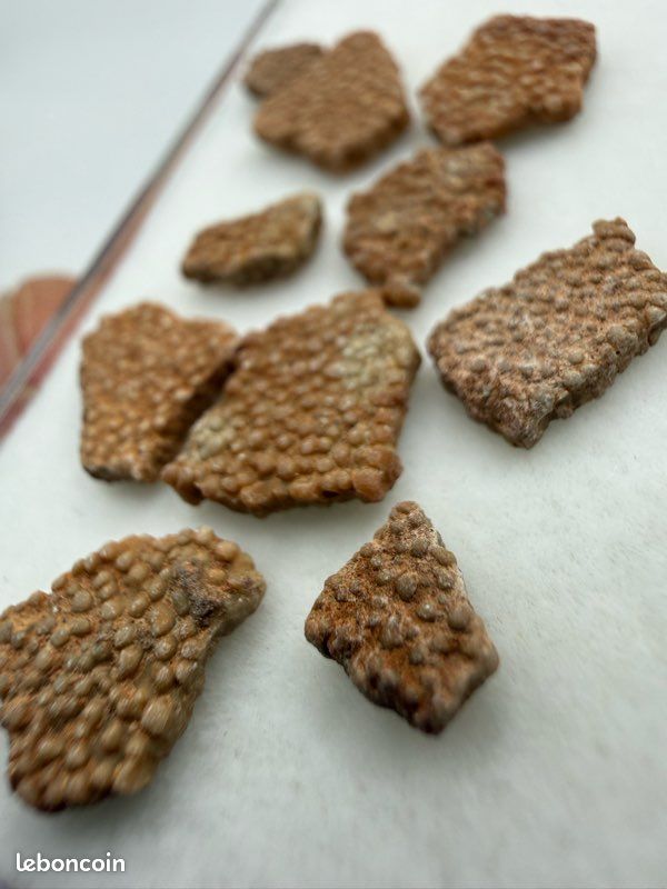 Lot de 10 fossiles coquilles de dinosaure authentique (image 7)