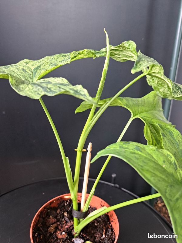 Syngonium mottled mojito #2 (image 2)