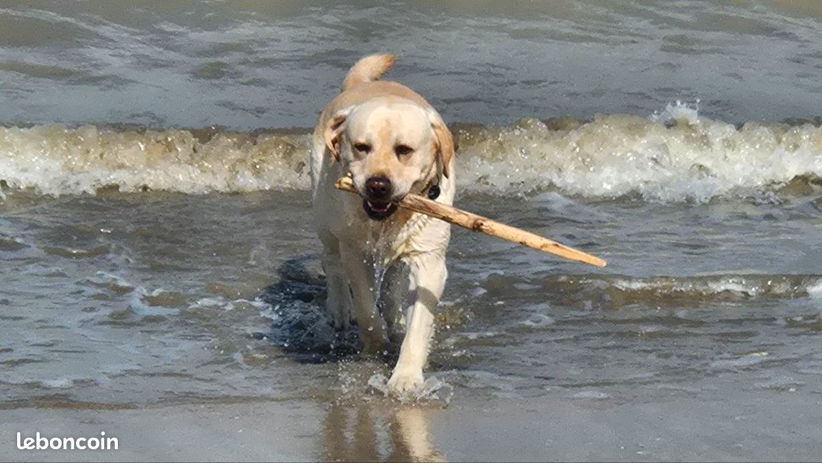 Saillie labrador sable lof (image 3)