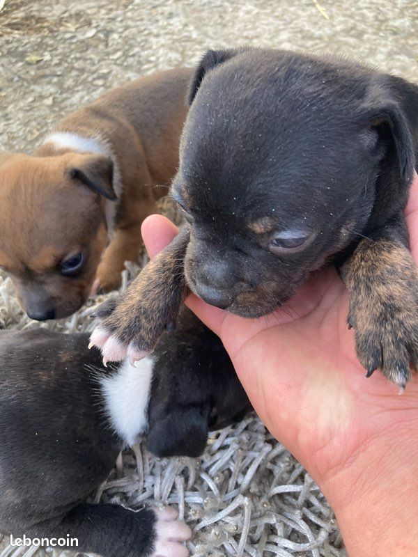 Chiots staffie (image 3)