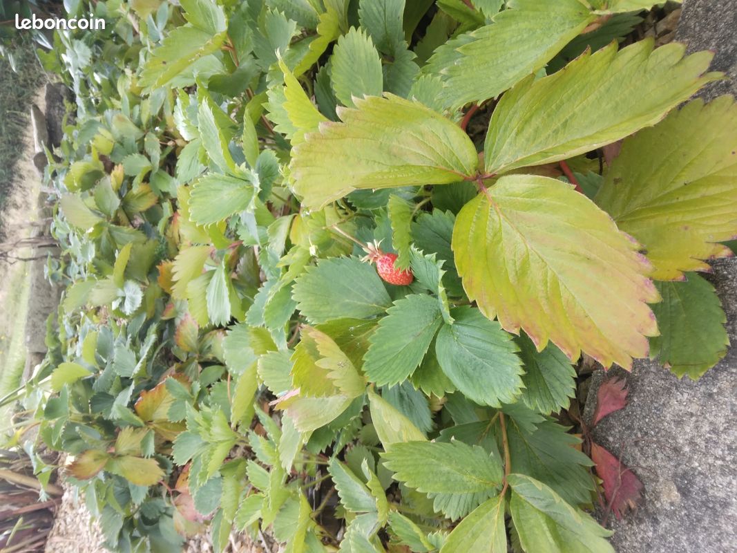 Fraisiers 4 saisons (image 1)