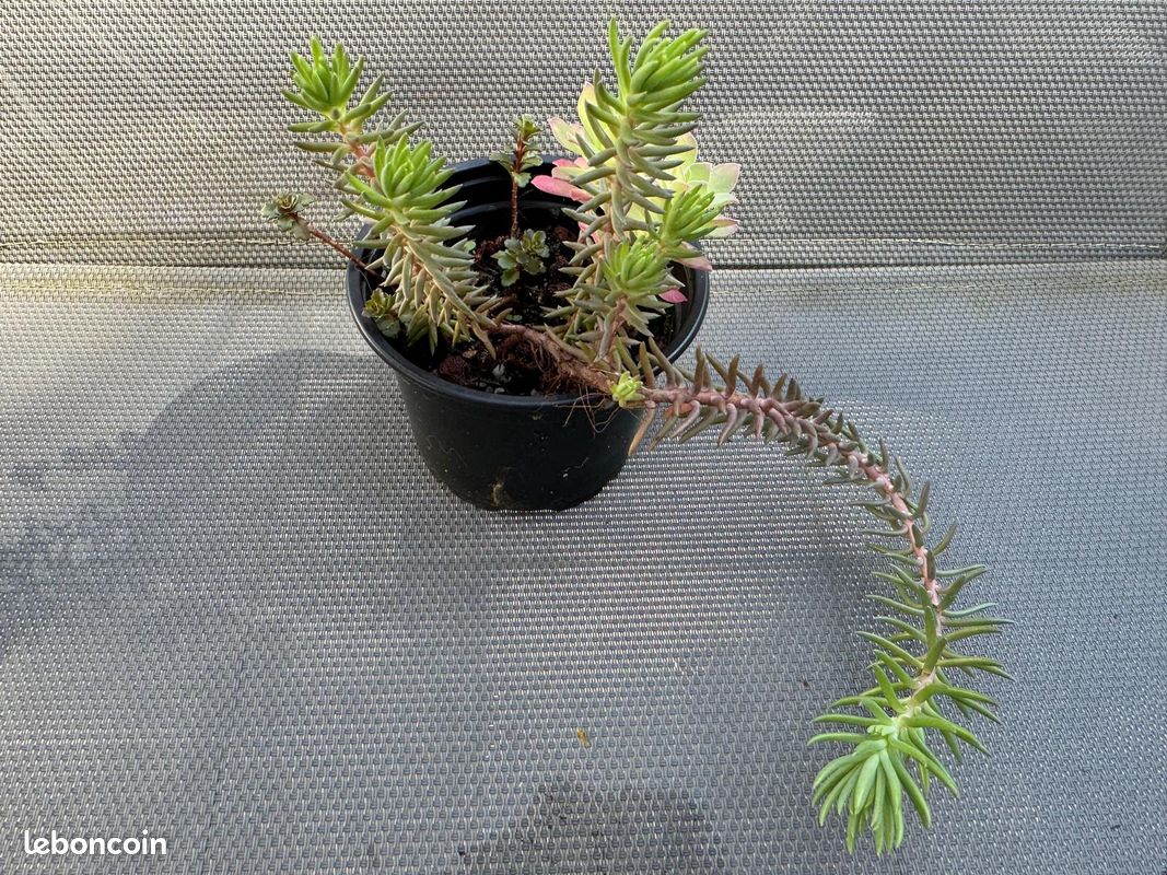 3 plantes grasses en pot (image 2)