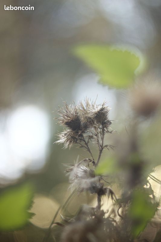 Objectif photo Tomioka 55 mm 1.4 Revuenon Auto M42 (image 7)