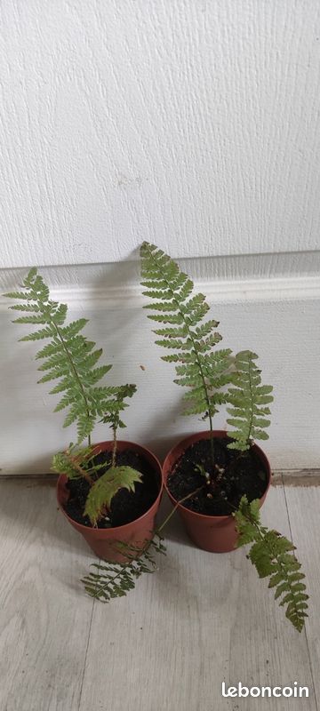 Fougère extérieur rustique Pteridium Aquilinum en pot ( envoi possible) (image 4)