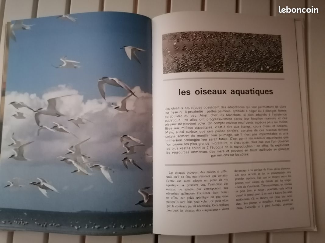 Le monde merveilleux des oiseaux (image 8)
