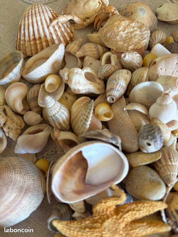 Bocal de 20 cm avec divers coquillages (image 5)