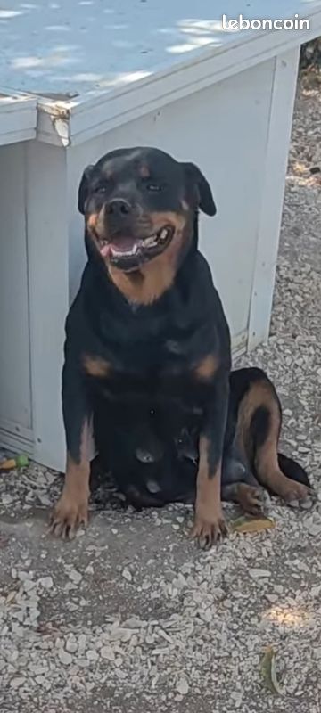 Donne femelle rottweiler (image 3)