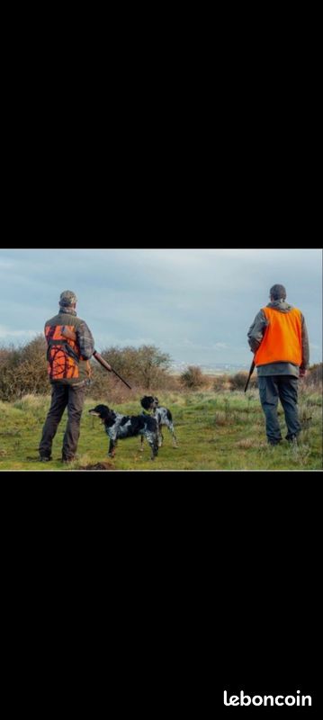Recherche invitation chasse (image 1)