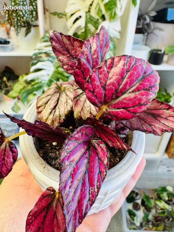 Plante d’intérieur : Begonia rex Hugh McLaughlin (image 3)