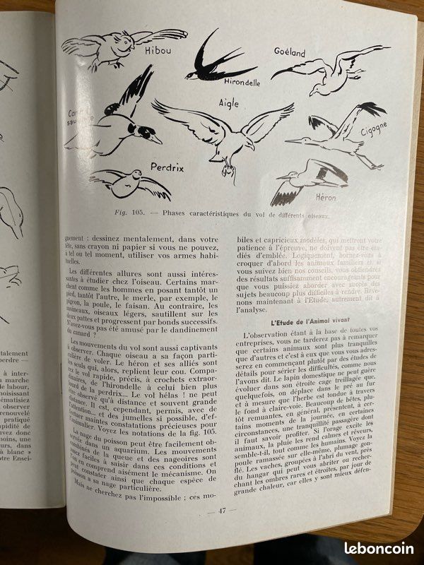 Les animaux cours de dessin et de peinture (image 2)
