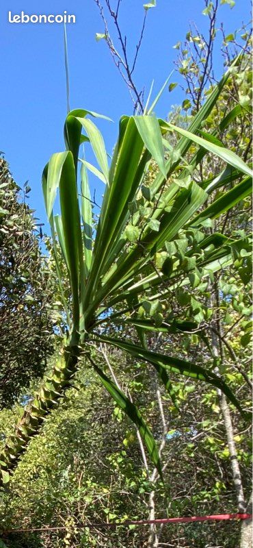 Grand Yucca Elephantipes 4m (image 1)
