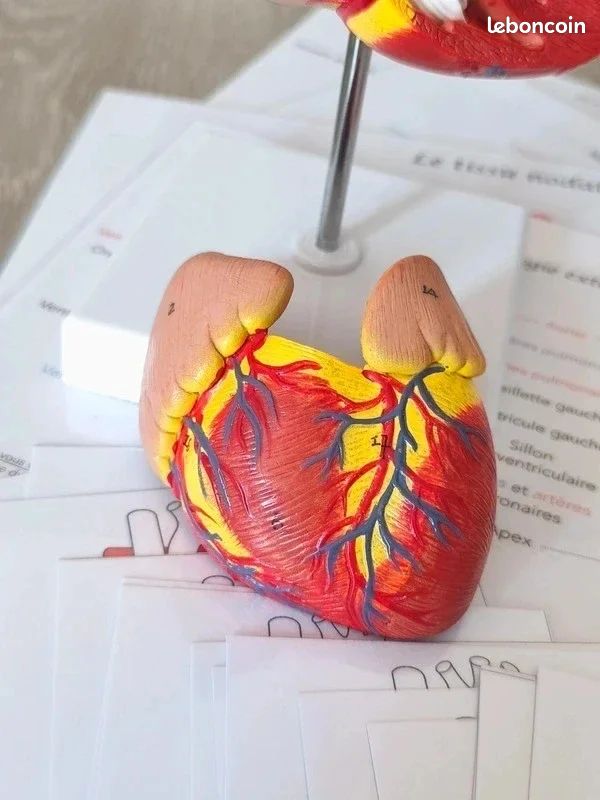 🫀Kit anatomie du coeur humain (image 7)