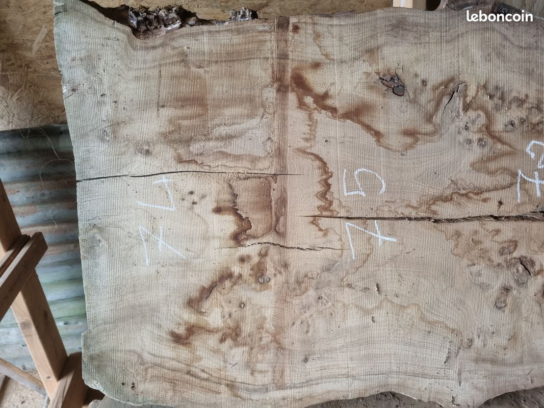 Planche orme galeux ou ormeau (image 8)